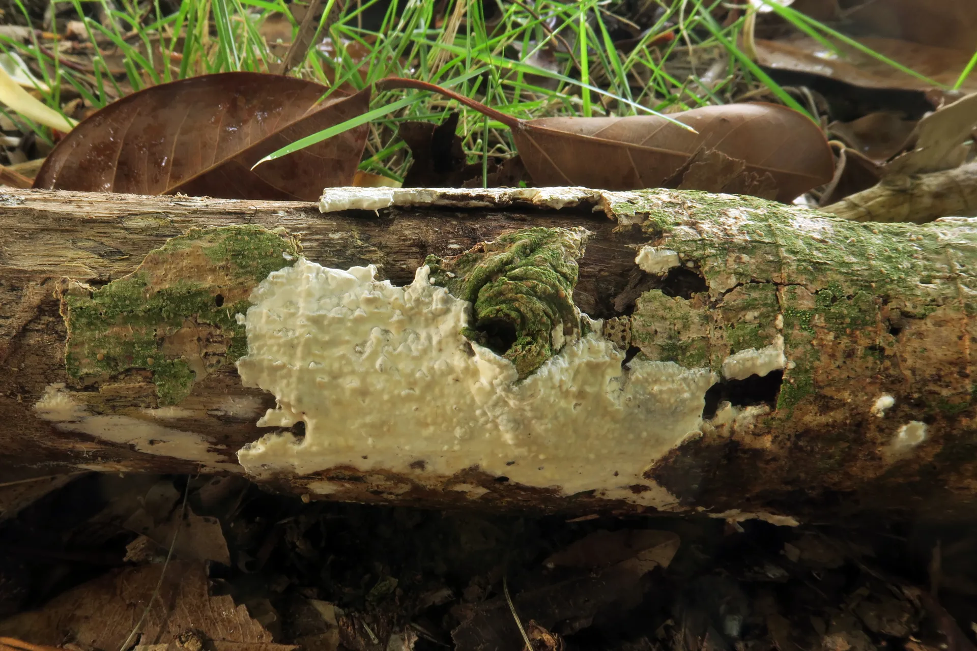 Hyphoderma ayresii - 1 - IMG_3149